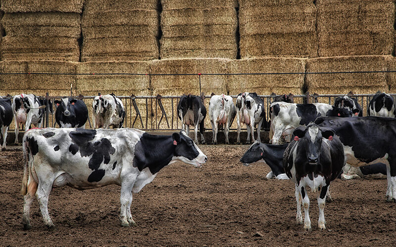 a photo of black and white dairy cows standing in dirt with hay bales in the background.