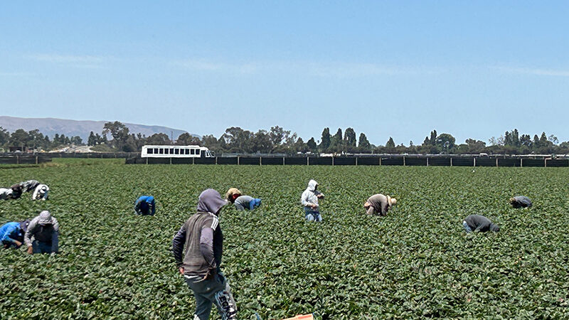 A photograph of farmworkers working in a field in California's Santa Maria Valley.