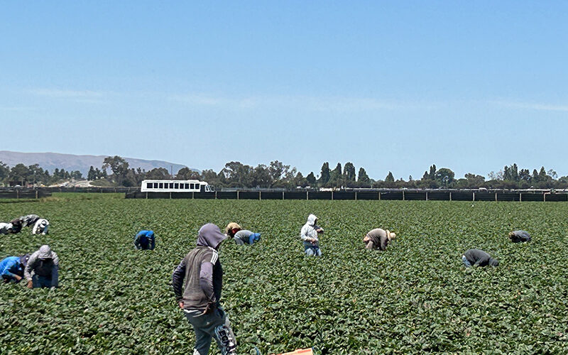 A photograph of farmworkers working in a field in California's Santa Maria Valley.
